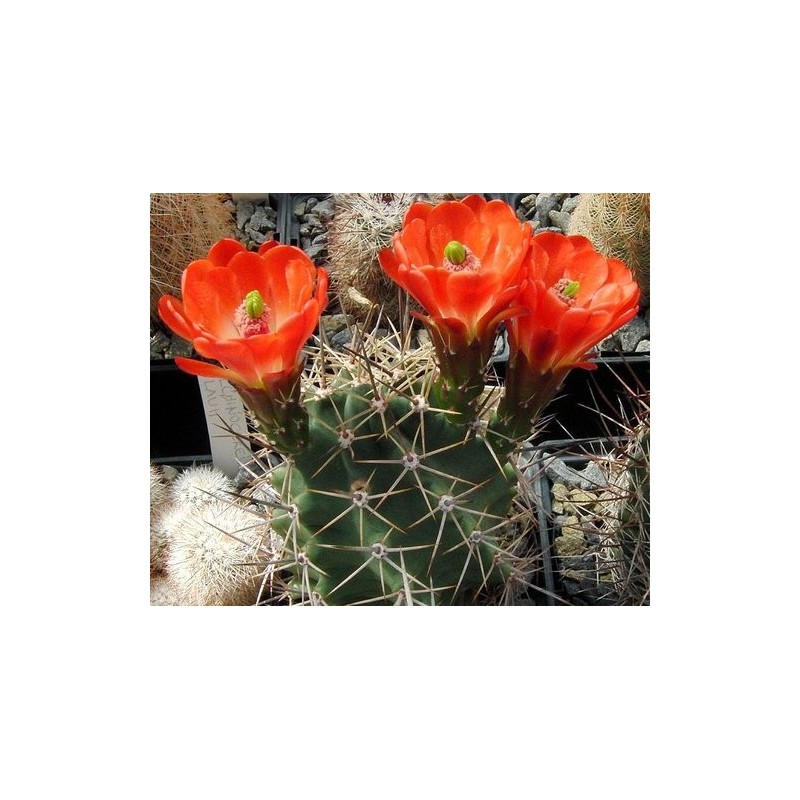 cocc. var. paucispinus, wh